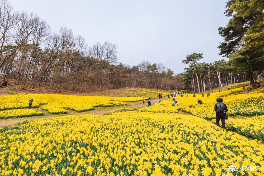 충남에서 만난 노란 봄꽃 3 사진