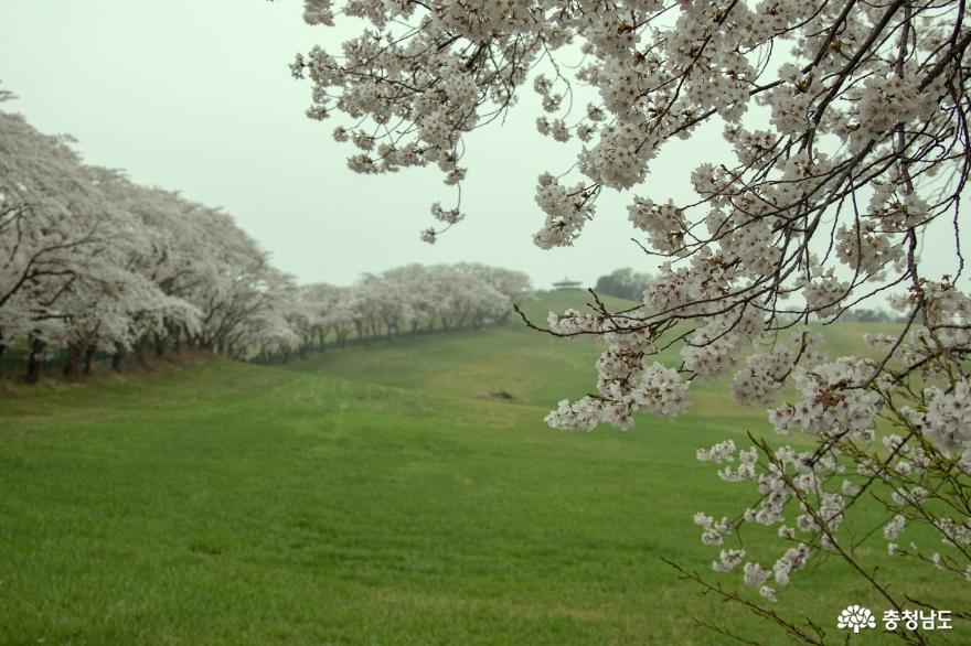 다시 보고 싶은 충남 봄꽃 베스트 12 (충남, 어디까지 가봤니?) 사진