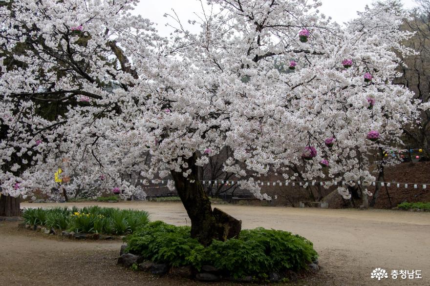 다시 보고 싶은 충남 봄꽃 베스트 12 (충남, 어디까지 가봤니?) 사진