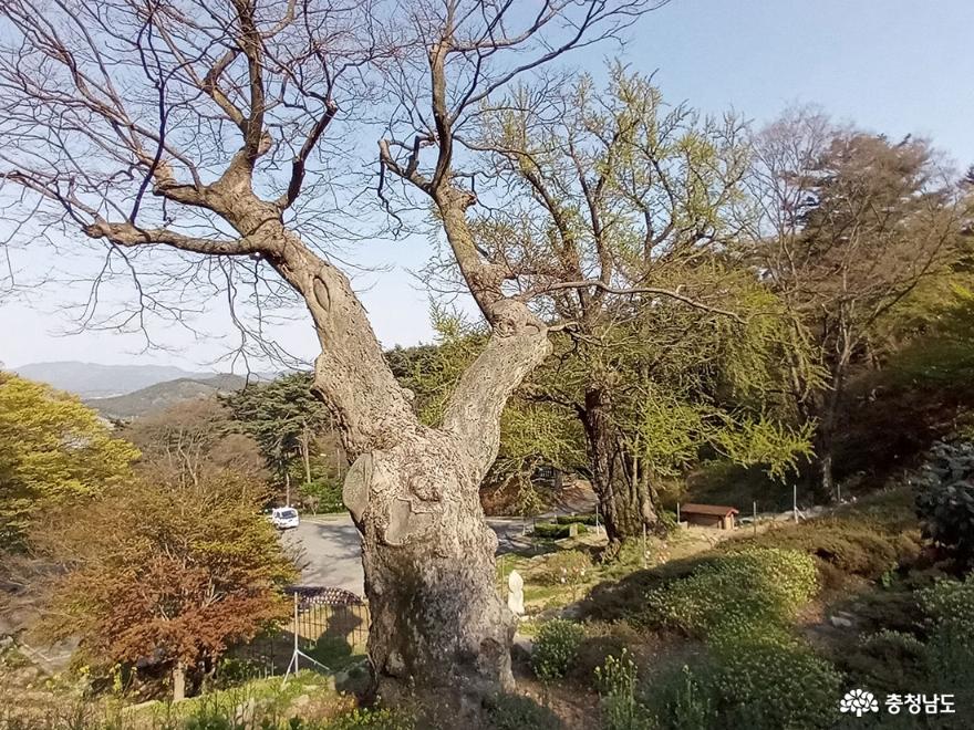수령이 400년 넘은 흥주사 느티나무의 웅장한 모습