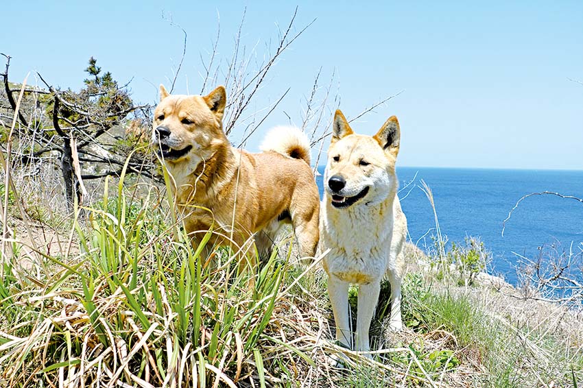 섬의 주견(住犬) 황도(왼쪽)와 달래