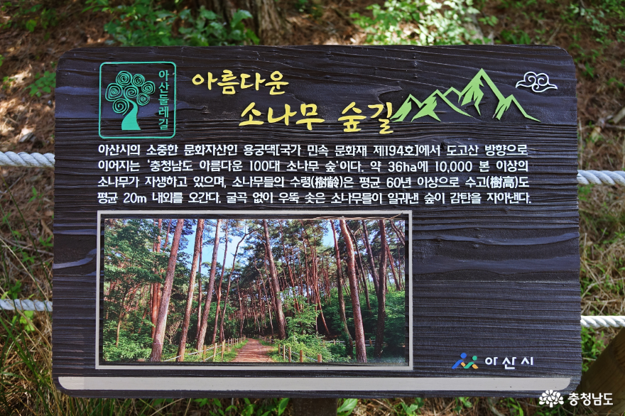 충청남도 아름다운 100대 소나무 숲 (아산 도고산 )