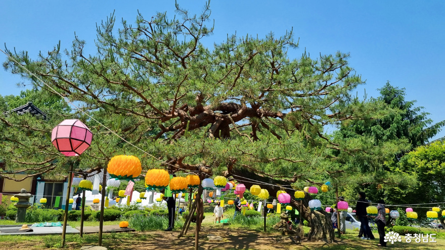 송불암 왕소나무