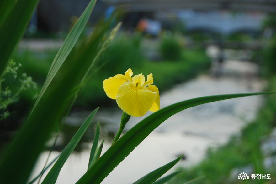 노란 꽃창포