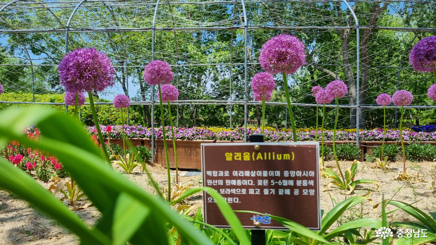 탑정호 수변생태공원 꽃밭