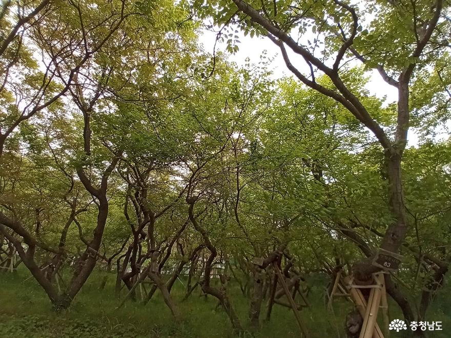 모감주나무가 푸른 잎을 확장하고 있다