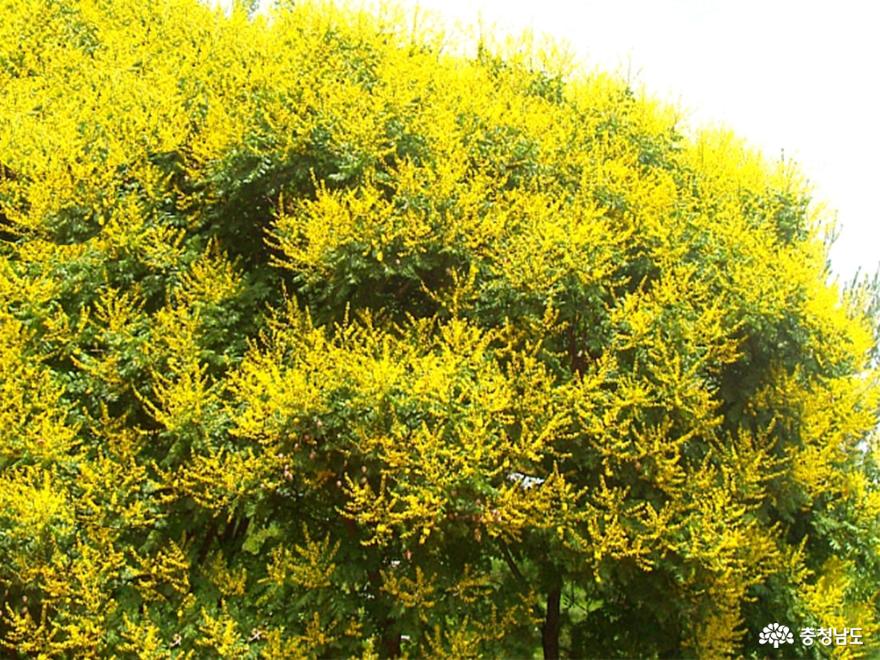 황금색으로 핀 모감주나무 꽃