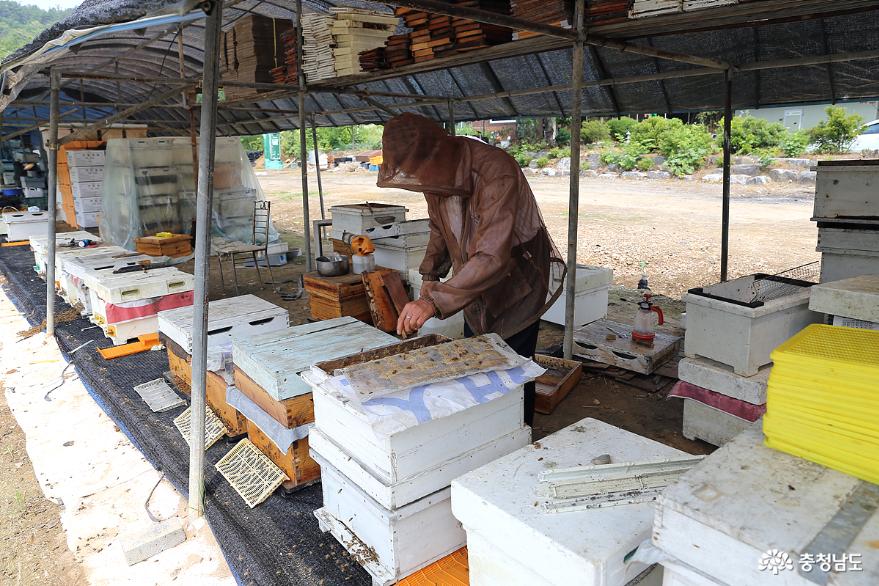 꿀채밀에여념이없는부여의양봉농가를찾아 3