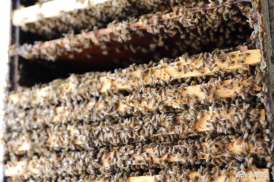 꿀채밀에여념이없는부여의양봉농가를찾아 6