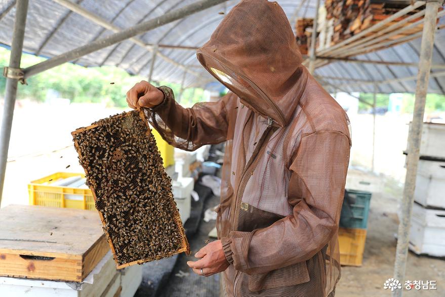 꿀채밀에여념이없는부여의양봉농가를찾아 7