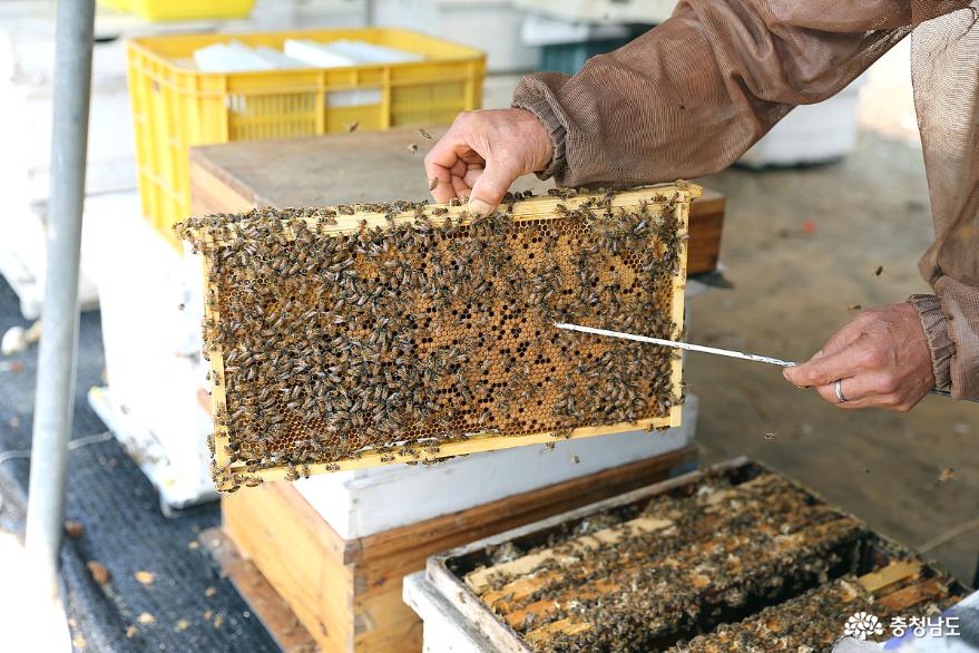꿀채밀에여념이없는부여의양봉농가를찾아 8