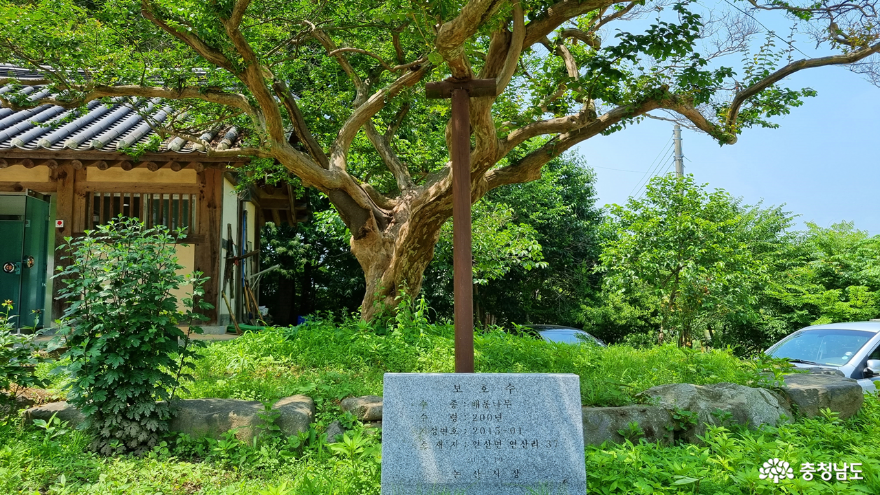 송불암 200년 배롱나무