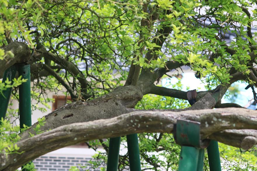 천안향교 탱자나무(도나무 110호 지정)