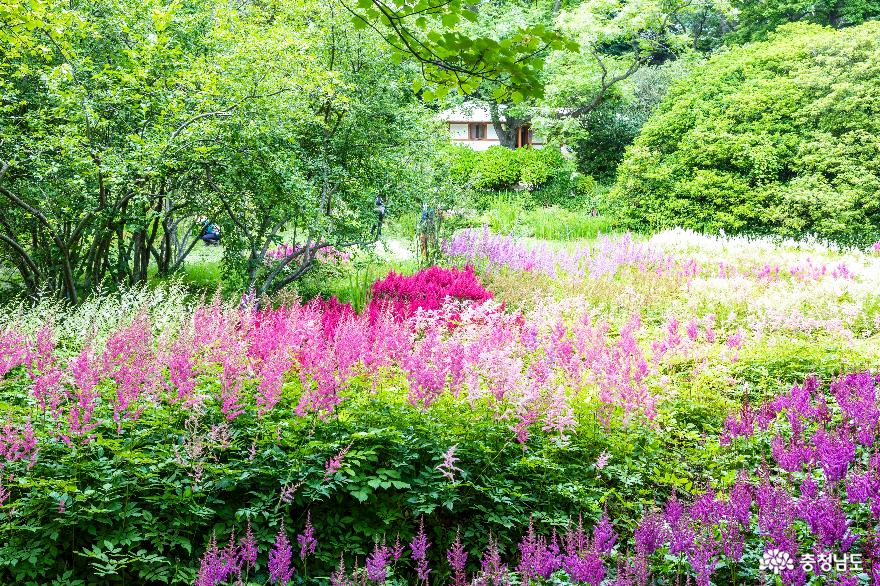 여름꽃 화사한 천리포수목원 사진