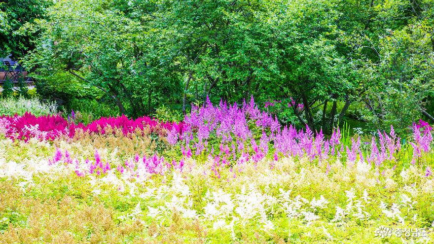 여름꽃 화사한 천리포수목원 사진