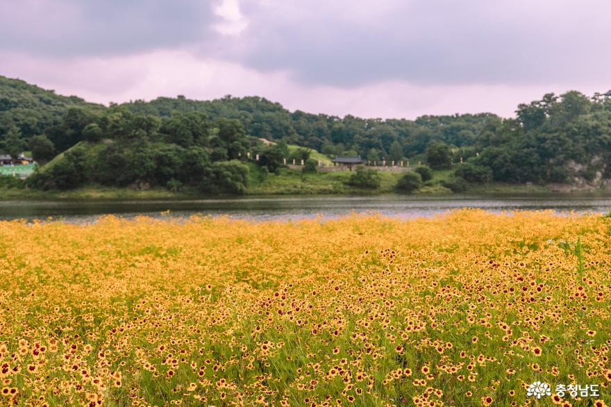 코끼리마늘꽃, 메밀꽃 가득한 공주 미르섬 사진