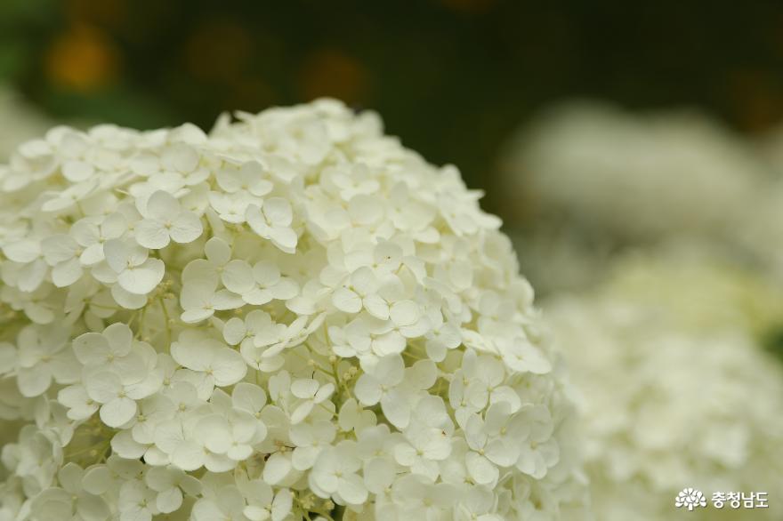 당진 삼선산수목원의 여름풍경 하얀수국과 여름꽃이 활짝 사진