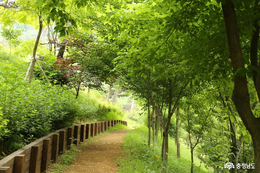 당진 삼선산수목원의 여름풍경 하얀수국과 여름꽃이 활짝 사진
