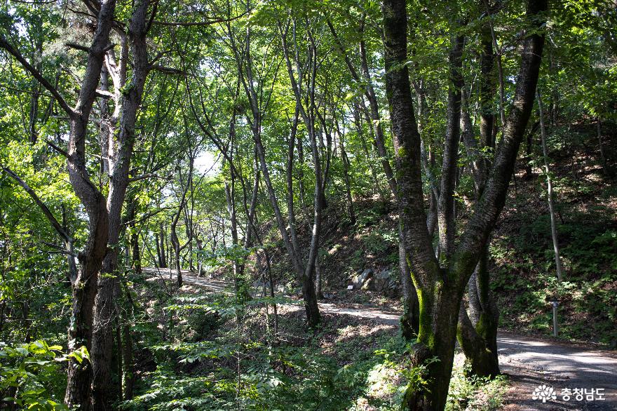 울창한숲길따라산책하며걸을수있는칠갑산산장로 12