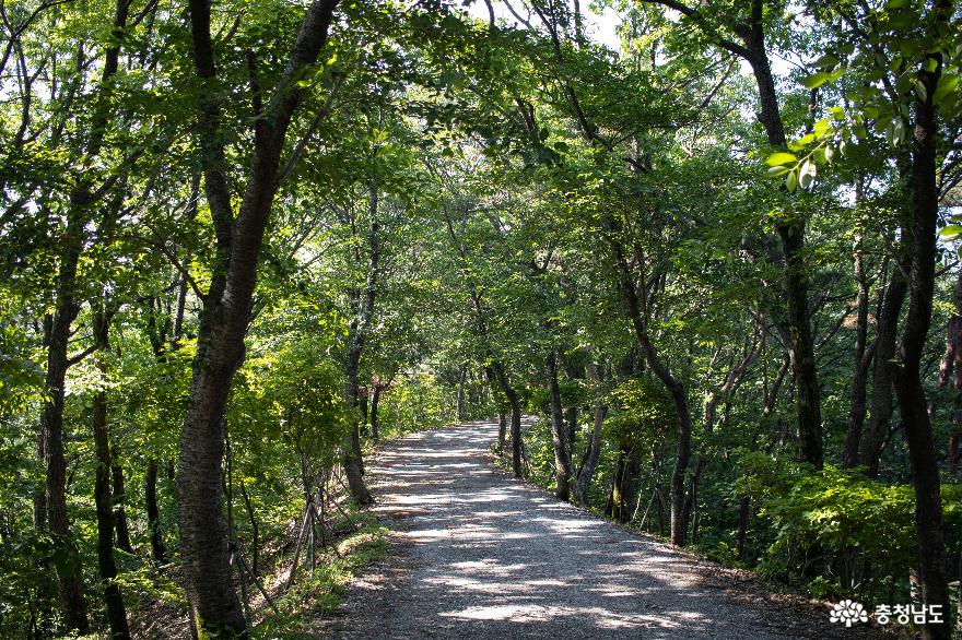 울창한 숲길 따라 산책하며 걸을 수 있는 칠갑산 산장로 사진