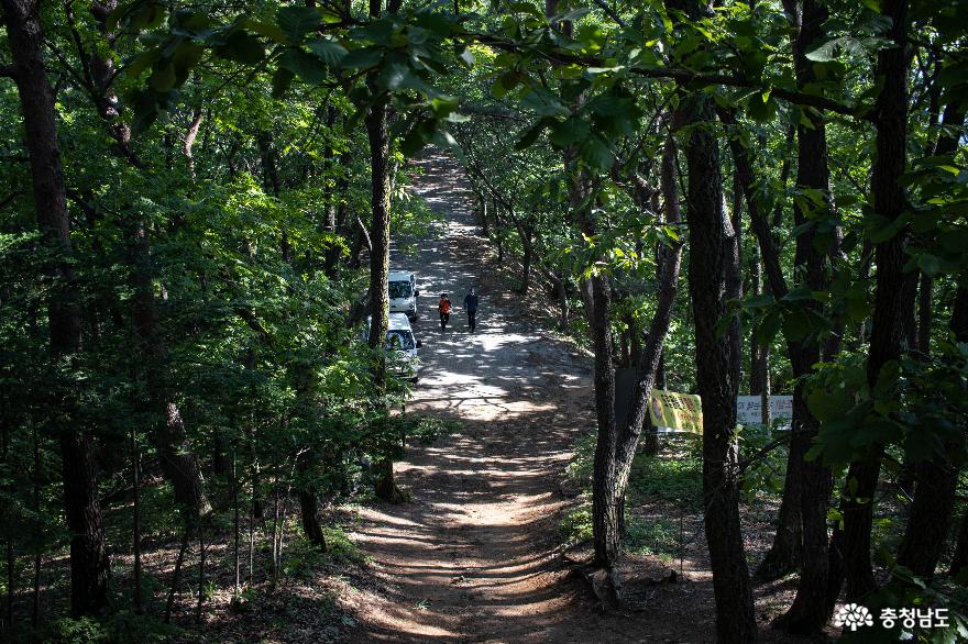 울창한숲길따라산책하며걸을수있는칠갑산산장로 21