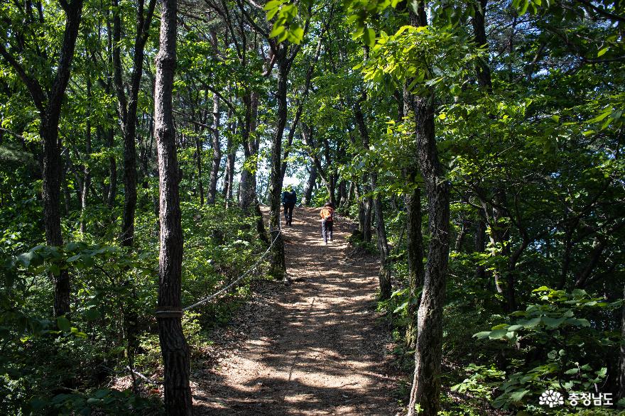 울창한숲길따라산책하며걸을수있는칠갑산산장로 23