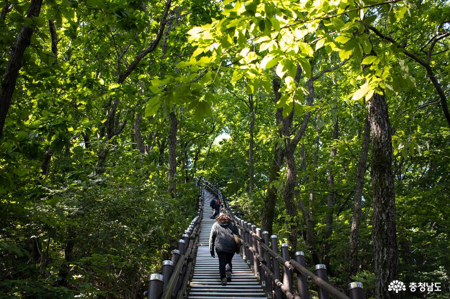 울창한 숲길 따라 산책하며 걸을 수 있는 칠갑산 산장로 사진