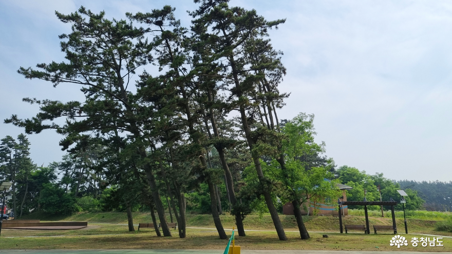 춘장대 해수욕장 소나무