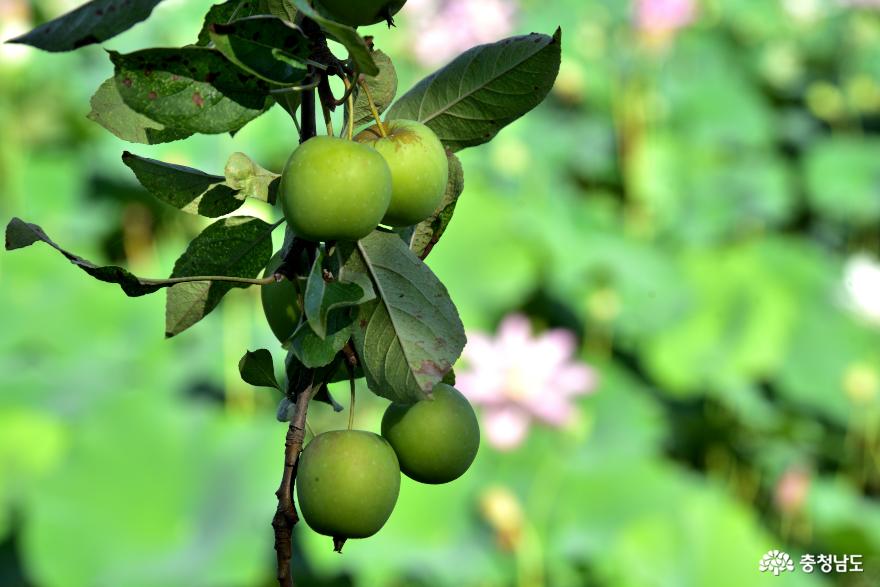 신정호 사과나무에 달린 사과