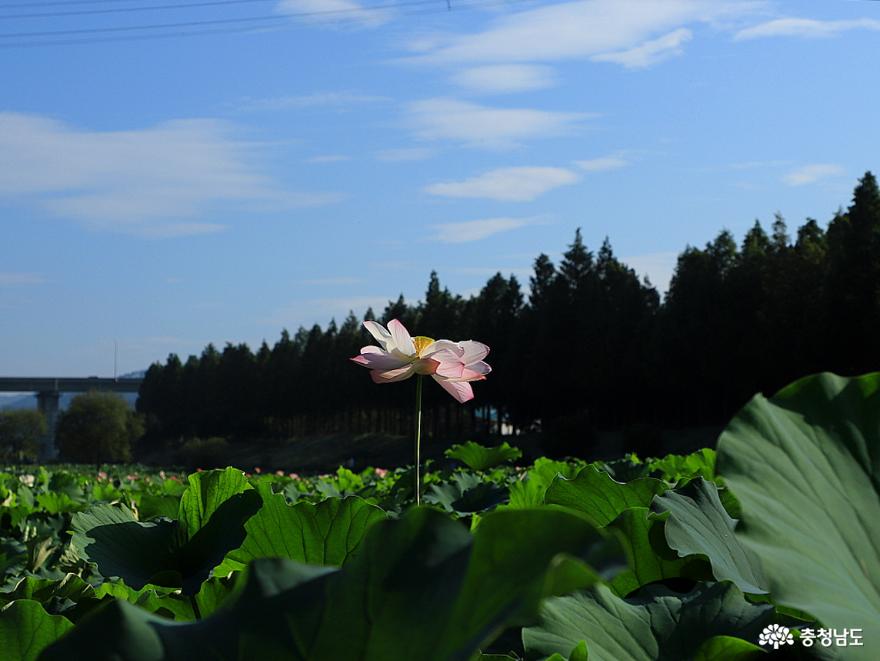 연꽃 만개한 공주 정안천생태공원 사진