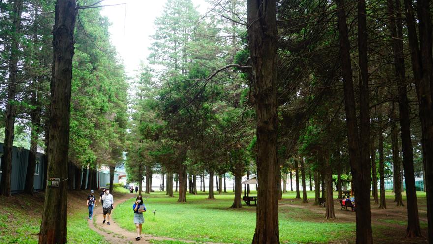 코로나 언택트 산책하기 좋은 공주대 화백나무숲