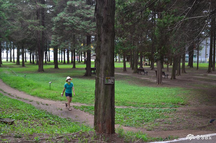 코로나언택트산책하기좋은공주대화백나무숲 3