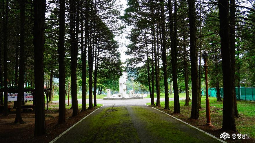 코로나언택트산책하기좋은공주대화백나무숲 5
