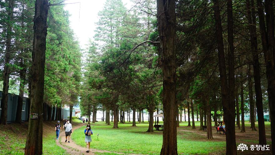 코로나언택트산책하기좋은공주대화백나무숲 8