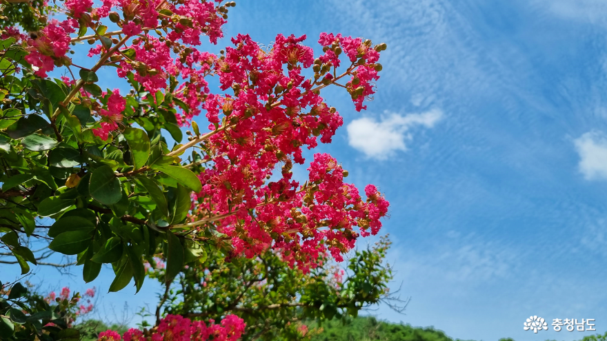 분홍색 선명한 배롱나무꽃