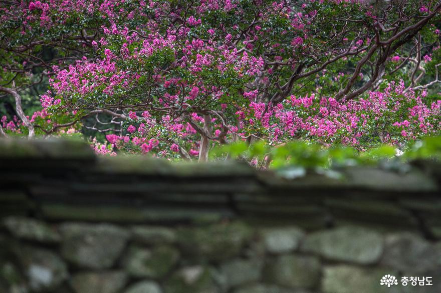 배롱나무꽃아름다운갑사의여름풍경 7
