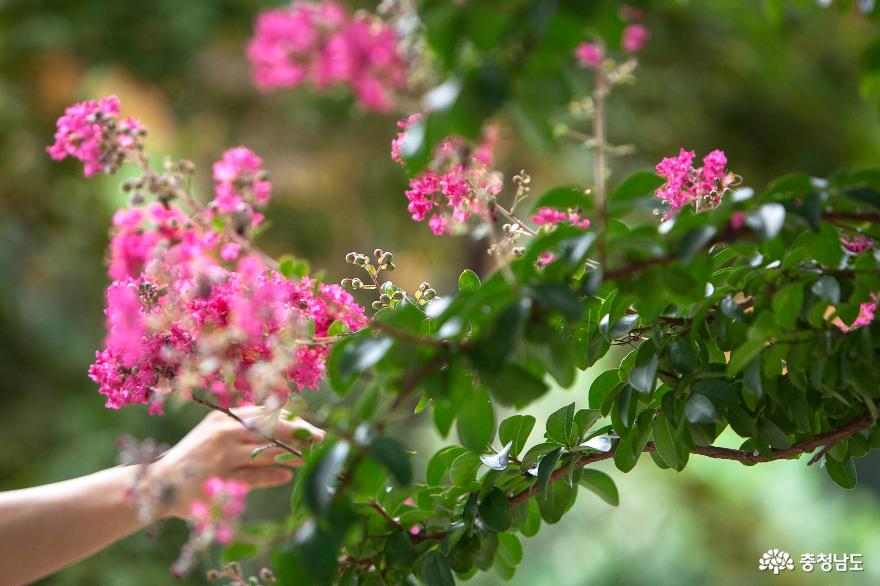 배롱나무꽃아름다운갑사의여름풍경 8