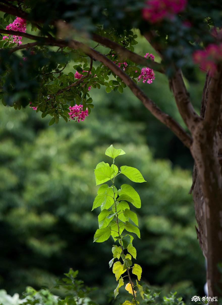 배롱나무꽃아름다운갑사의여름풍경 9
