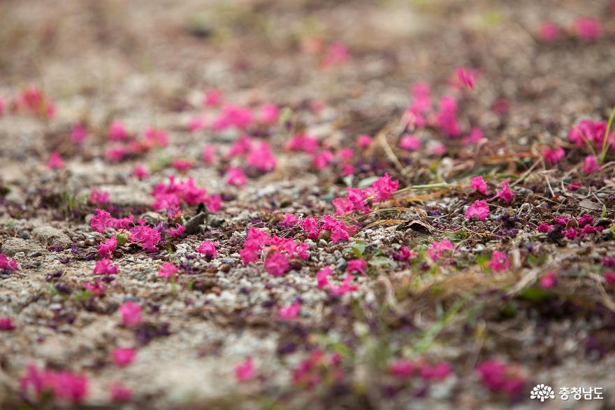 배롱나무꽃아름다운갑사의여름풍경 10