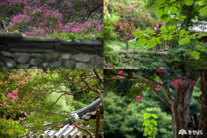 배롱나무꽃아름다운갑사의여름풍경 11