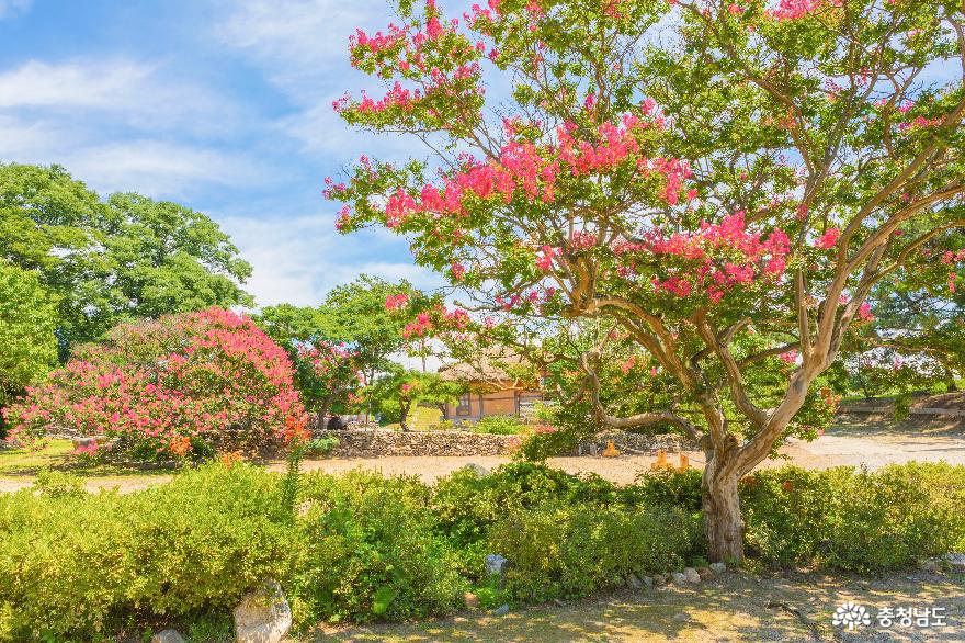 충남의 배롱나무꽃 명소, 논산 명재고택 사진