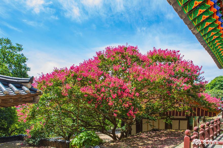 분홍빛으로 물든 개심사 배롱나무 꽃 사진