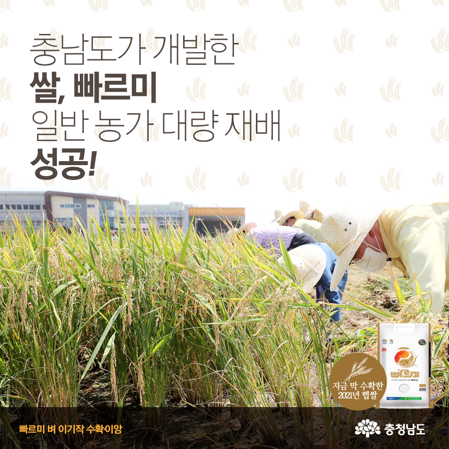 충청남도가 개발한 국내유일 이기작 쌀, 빠르미 사진