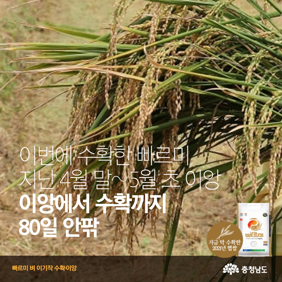 충청남도가 개발한 국내유일 이기작 쌀, 빠르미 사진