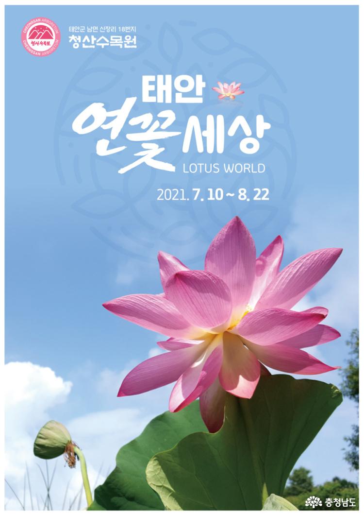 여름 막바지 충남 연꽃 즐기기 - 태안,홍성,합덕