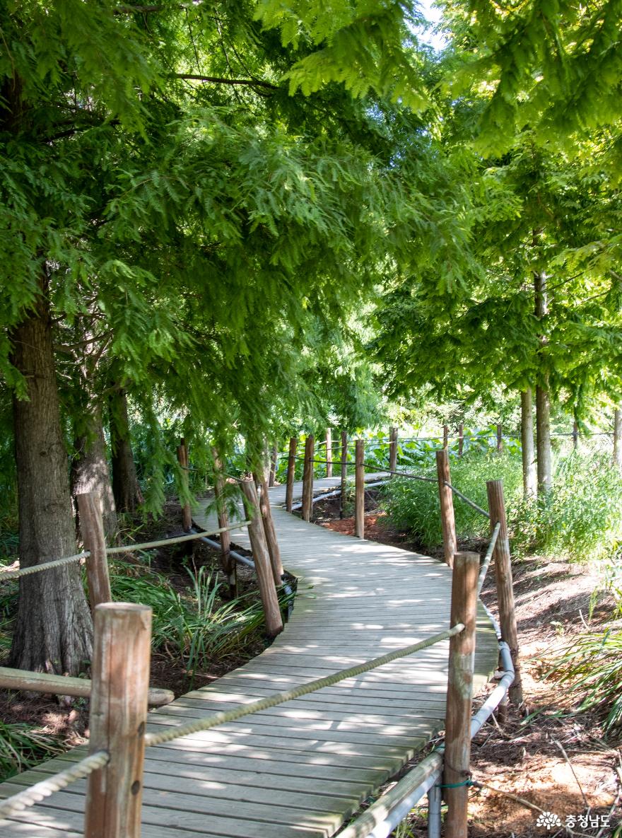 팜파스아름다운청산수목원의가을풍경 9