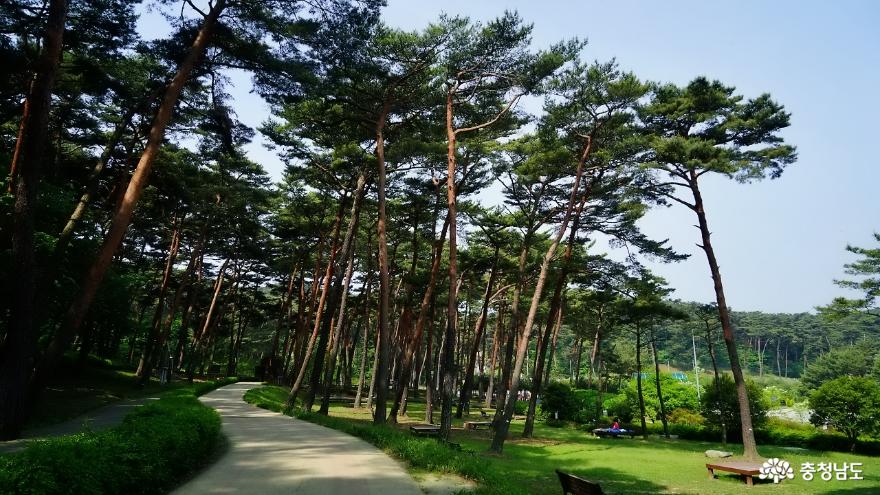 충남가족여행지추천안면도자연휴양림수목원과오마이갤러리미술관나들이 4