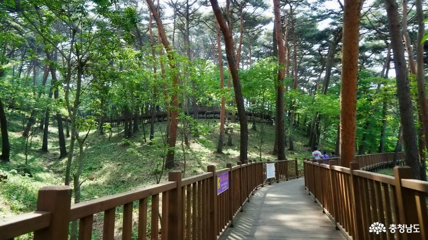 충남가족여행지추천안면도자연휴양림수목원과오마이갤러리미술관나들이 6