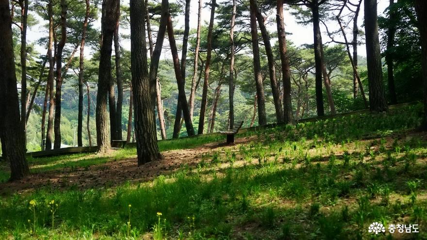 충남가족여행지추천안면도자연휴양림수목원과오마이갤러리미술관나들이 5