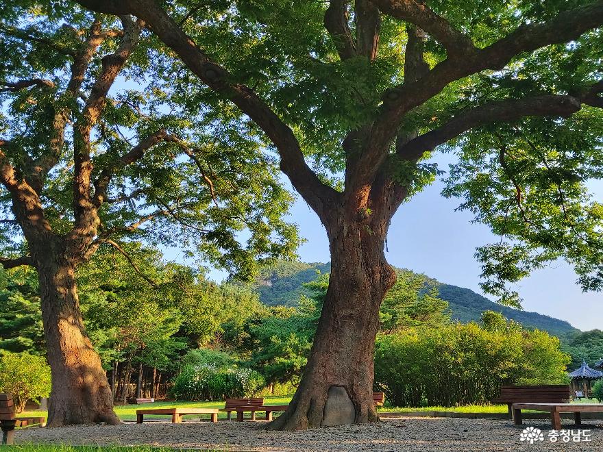 ▲ 500년이 넘은 수호수 느티나무의 사진